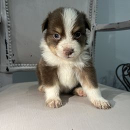 Toy Australian Shepherd Puppies from Shaw Nuff’s Kennels II