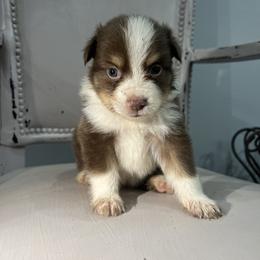Toy Australian Shepherd Puppies from Shaw Nuff’s Kennels II