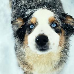 Australian Shepherd puppies from Pilot Hill Teddy Bear Puppies