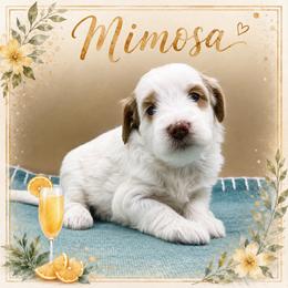 Mimosa - Parti female Goldendoodle puppy in Hendersonville, North Carolina from Kim's Cove