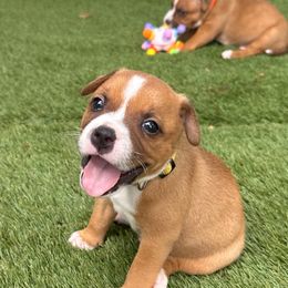 River - Red male Staffordshire Bull Terrier puppy in Port Saint Lucie, Florida from Southern Staffies