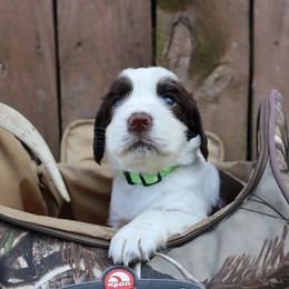 English Springer Spaniel Puppies from White Pine Springer Spaniels