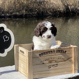 Australian Labradoodle Puppies from Hidden Springs Labradoodles