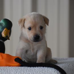 Pink collar - Yellow female Labrador Retriever puppy in Gober, Texas from Trigger Time Kennels