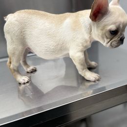 French Bulldog and Labrador Retriever Puppies from Desiree Ortiz's French Bull Dogs and Labrador Retrievers