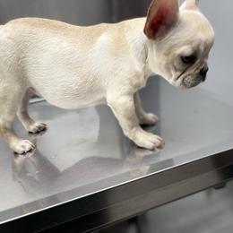 French Bulldog and Labrador Retriever Puppies from Desiree Ortiz's French Bull Dogs and Labrador Retrievers