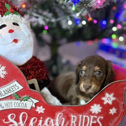 Twix - Chocolate and tan male Dachshund puppy in Menifee, California from TeenieWeenieDoxies