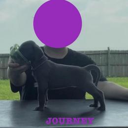 Journey - Blue female Great Dane puppy in Edwardsville, Illinois from Giants and Munchkins