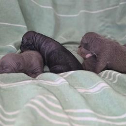 American Hairless Terrier puppies from Flipside Dogs