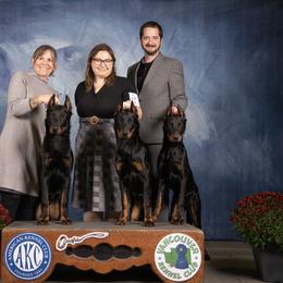 Beauceron Puppies from SilverStruck Kennels