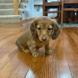 Duke - Red male Dachshund puppy in Wayland, Iowa from CR Kennels