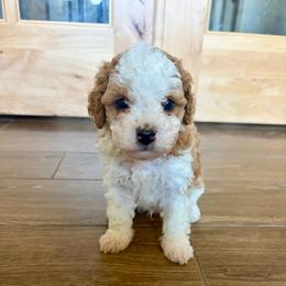 Piglet - Red male Cavapoo puppy in Liberty Hill, Texas from Cuddlebug Cavapoos of Austin