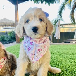 Maria - Apricot female Labradoodle puppy in Miami, Florida from DG Labradoodles