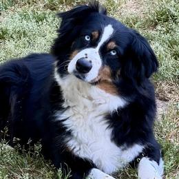 Stella - Australian Shepherd