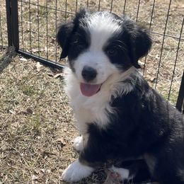 Australian Shepherds from Down Home Aussies of Texas