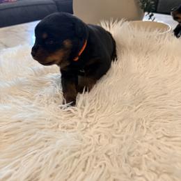 Rex - Black and mahogany male Rottweiler puppy in Parker, Colorado from Denver Rotties