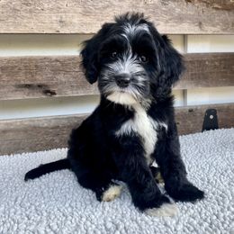 Polaris - Black and chalk male Australian Labradoodle puppy in Myrtle Beach, South Carolina from GWagz