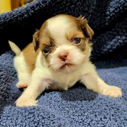 Puppy 1 male - Liver and white male Shih Tzu puppy in Lone Oak, Texas from PDF Kennels