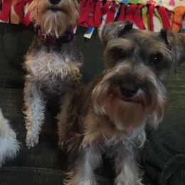 Miniature Schnauzers from Dueitt in the Kennel