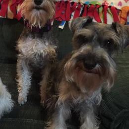 Miniature Schnauzers from Dueitt in the Kennel