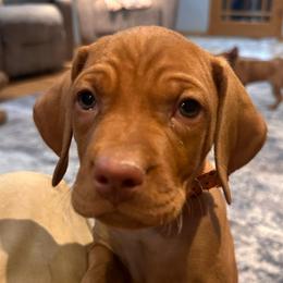 Spike - Golden rust male Vizsla puppy in Dundee, Iowa from CBJ Vizslas