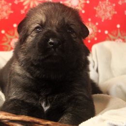 Teal Collar - Sable female German Shepherd puppy in Mansfield, Texas from Vom Anfang German Shepherds