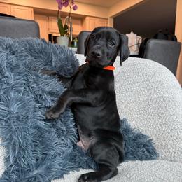 Bruce - Black and rust male Doberman Pinscher puppy in Brookfield, Wisconsin from Haus of Hound