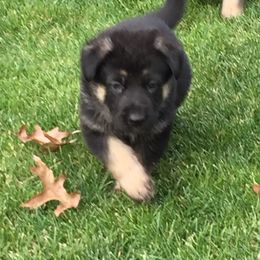 German Shepherd Puppies from Dawnhill