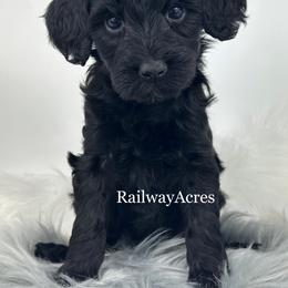 Gwen - Black female Goldendoodle puppy in Milford, Indiana from Railway Acres Kennel