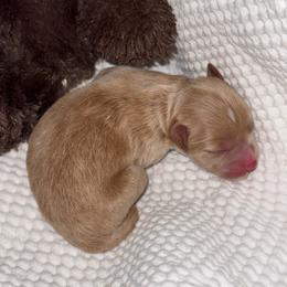 Dark Red male - Wheaten male Miniature Schnauzer puppy in Forest, Virginia from Prestige Kennel LLC