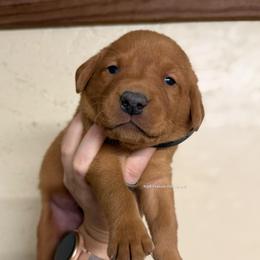 Black - Yellow male Labrador Retriever puppy in Gillete, Wyoming from Red Prairie Retrievers
