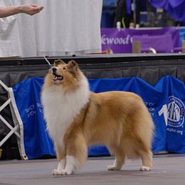 Collie Puppies from Creekwood Collies