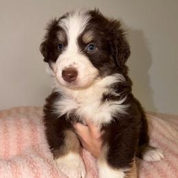 Nickel - Red tri-color female Australian Shepherd puppy in Anniston, Alabama from All Hale Aussies