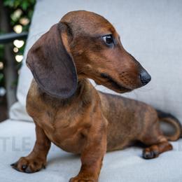 Firefighter - Red male Dachshund puppy in Temecula, California from Naomi Magee's Dachshund Kennel