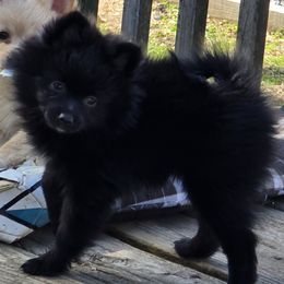 Midnight - Black Pomeranian puppy in Mays Landing, New Jersey from KB Pom Pups
