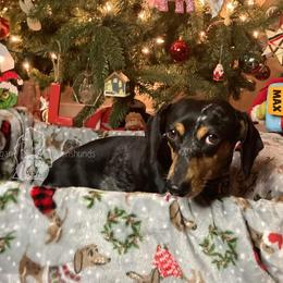 Dottie - Dachshund
