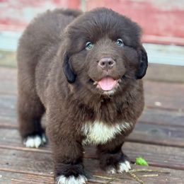 Orange Male - Brown male Newfoundland puppy in Hale, Missouri from Grand River Newfoundlands