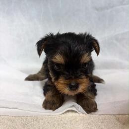 Kaya - Black and tan female Yorkshire Terrier puppy in Navarre, Florida from KAYY services