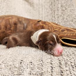 Girl 4 - Red tri-color Australian Shepherd puppy in West Virginia from Heartfelt Hollow Farm