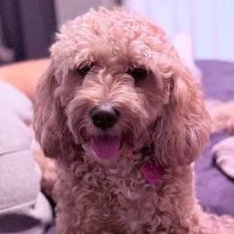 Chloe - Goldendoodle