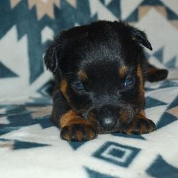 Girl 2 - Black and mahogany female Rottweiler puppy in Ethel, Washington from Titanenheim Rottweilers