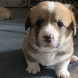 Boy 4 - Pembroke Welsh Corgi puppy in Anniston, Alabama from Southern Corgi