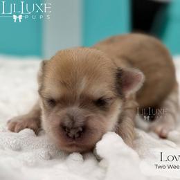 Lovey - Merle female Morkie puppy in Scottsdale, Arizona from Lil Luxe Pups