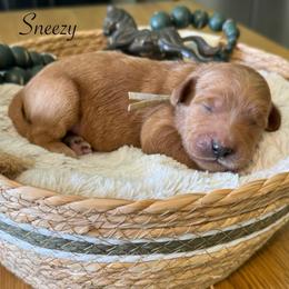 Sneezy- Gray - Apricot male Goldendoodle puppy in Bay City, Texas from Charming Doods Goldendoodles