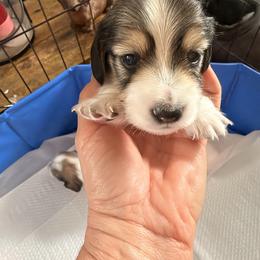 Dachshund Puppies from Dianna Eaves