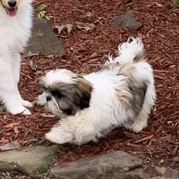 Collies, Pembroke Welsh Corgis, and Shih Tzus from M&J Country Kennels