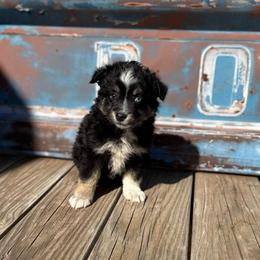 Boy 1 - Black tri male Miniature Australian Shepherd puppy in Ellsworth, Kansas from Flying H Mini Aussies