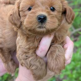 Lyric - Red and white female Shihpoo puppy in Coshocton, Ohio from Forever Family Puppies