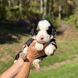 Harley - Tri-color female Bernedoodle puppy in Sugarcreek, Ohio from Cuddly Companion Doodles