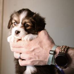 Leanna - Black and tan female Pembroke Welsh Corgi puppy in South Otselic, New York from Ridge Top Corgis